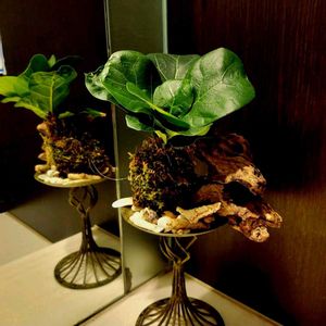 フィカスリラータ バンビーノ,フィカスリラータ バンビーノ,苔玉,洗面所,小さい木の画像