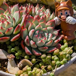 グリーンネックレス,ルビーネックレス,白牡丹,アーモンドネックレス,エケベリア 桃太郎の画像