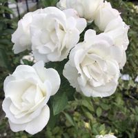 キャットミント,チガヤ,バ　　ラ,バ　　ラ,バ　　ラの画像