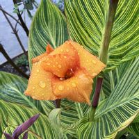 カンナベンガルタイガー,お花,宿根,おうち園芸,庭の画像