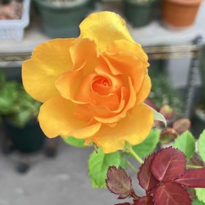 ミニバラ,マンダリナ・コルダナ,バラ 鉢植え,花のある暮らし,バラ・ミニバラの画像