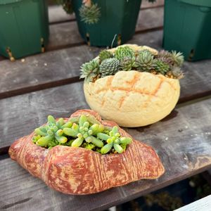 乙女心,センペルビウム,多肉植物,センペル寄せ植え,陶器鉢の画像