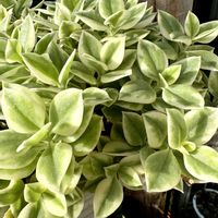 多肉植物,鉢植えの画像