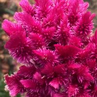 ケイトウ,お出かけ先にての画像