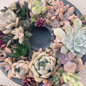 多肉植物,多肉植物寄せ植え,多肉寄せ植え,エケベリア属,多肉大好きの画像
