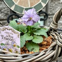 ビオラ,プチトリアノン,プチトリアノン・ローランサングレー,鉢植え,花のある暮らしの画像