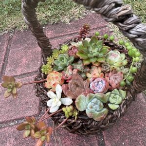 姫秋麗,多肉植物,多肉寄せ植え,多肉大好き,つながりに感謝の画像