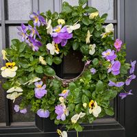 ビオラ,リースの画像