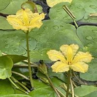 アサザ,水生植物,浮葉植物,お出かけ先の画像
