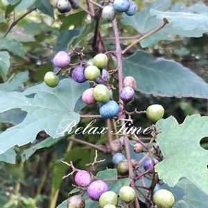 インテリア雑貨,フラワー雑貨,豪雪地,小さな庭の画像