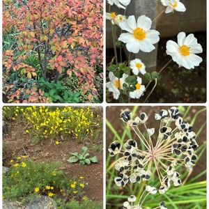 ハナニラ,オキザリス,シュウメイギク,ナツツバキ,ダークベルクデージーの画像