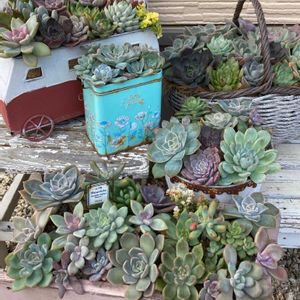 多肉いろいろ,多肉植物,多肉寄せ植え,がんに負けるな！の画像