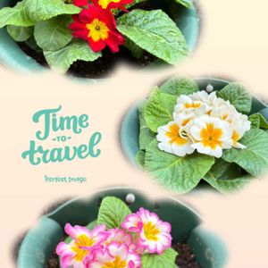 ジュリアン,ハンキング,花のある暮らし,iPhone撮影,カインズの画像