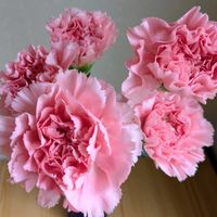 カーネーション,可愛いお花達,世界に平和を,いつもありがとう(^-^),母ちゃんありがとうの画像