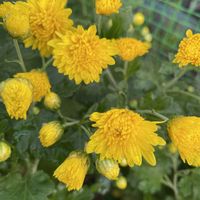 鉢植え,朝日を浴びて,冬越し,寒冷地,日当りの画像