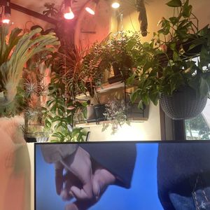 謎のビカクシダ,グッドラック,雨の日,植物棚,日曜の朝の画像