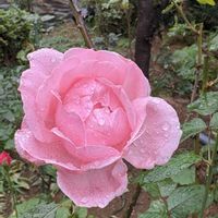 ナデシコ,ニチニチソウ,バラ,ガーデンシクラメン,バラ ニコルの画像