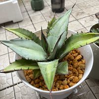 アガベ,アガベ　笹の雪,王妃雷神錦,吉祥冠錦,アガベ チタノタの画像