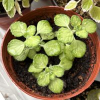 プレクトランサス,アロマティカス,アロマティカス　ライムシャワー,多肉植物,観葉植物の画像