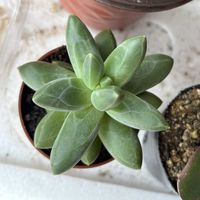 コンパクツム,パキフィツム属,多肉植物,観葉植物,パキフィツムの画像