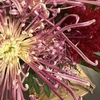 花のある暮らし,部屋の画像