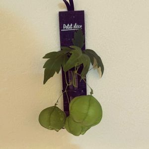 風船カズラ,一輪挿し,成長記録,自由奔放,飾り付けの画像