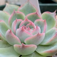 エケベリア, シルエット,多肉植物,多肉棚,エケの画像