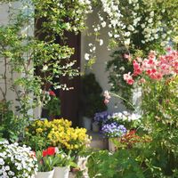 チューリップ,ブルーベリー,マーガレット,モッコウバラ,ビオラの画像