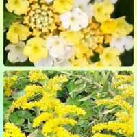 セイタカアワダチソウ,ランタナ,花言葉,今日のお花,ご近所散歩の画像