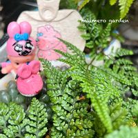 トキワシノブ,不死鳥,ノリウツギ,ハオルチア属,月の雫ちゃんありがとう♡の画像