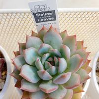 多肉,エケベリア,多肉植物,エケベリア属,癒しの画像