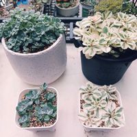 セダム,白雪ミセバヤ,アトランティス,多肉の季節の画像