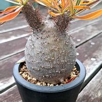 パキポディウム,パキポディウム・グラキリス,パキポディウム・グラキリス,パキポディウム・グラキリス,パキポディウム・グラキリスの画像