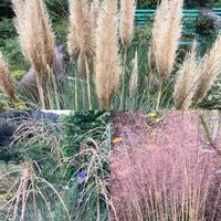 DIY,ガーデニング,手作り,庭の花,庭作りの画像