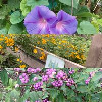 DIY,ガーデニング,手作り,庭の花,庭作りの画像