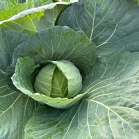 ニンジン,ブロッコリー,キャベツ,青い空,雲仲間の画像