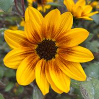 サボテン,お花大好き♡,キッチン,家庭菜園,リビング・ダイニングの画像