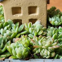 エレガンス,エレガンス,#多肉#多肉植物#たにくの画像