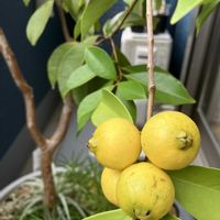 グァバ,ストロベリーグァバ,イエローストロベリーグァバ,ベランダガーデニング,熱帯果樹の画像