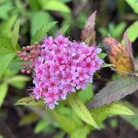 ツワブキ,シモツケ ,シロバナシモツケ,川越氷川神社,お出かけ先の画像