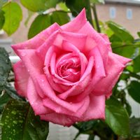 手作りの庭,バラ大好き,バラを楽しむ,咲いてくれてありがとう❤,ばら バラ 薔薇の画像