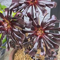 ランタナ,ランタナ,黒法師,黒法師,カシミアバイオレットの画像