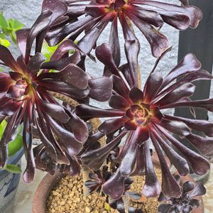 ランタナ,ランタナ,黒法師,黒法師,カシミアバイオレットの画像