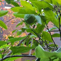 レモン,レモン,鉢植え,今日の一枚,玄関アプローチの画像