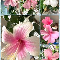 サンスベリア,サザンクロス,ハイビスカス ホワイトバタフライ,ハイビスカスフィジアンピンク,ハイビスカスヘップバーンピンクの画像