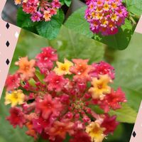 鉢植え,小さな花,今日の花,癒し…♡,ピンク♡の画像