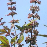 セイヨウニンジンボクの画像