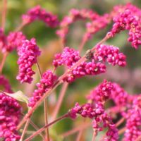 オオケタデの画像