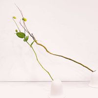 グロリオサ,石化柳,小原流,お稽古,緑色の画像