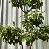 ベンジャミン,我が家の庭の画像